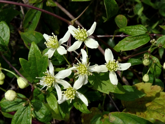 {Clematis virginiana}